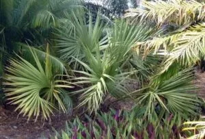 Palma de Miami encontrada en estado silvestre mientras científicos trabajan para conservar esta especie nativa del sur de Florida.