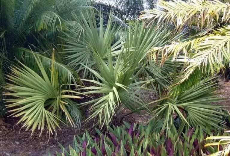 Palma de Miami encontrada en estado silvestre mientras científicos trabajan para conservar esta especie nativa del sur de Florida.