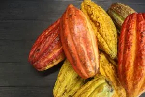 Cacao de Tabasco utilizado para elaborar chocolate mexicano mediante un proyecto que busca ofrecer un precio justo a los productores.