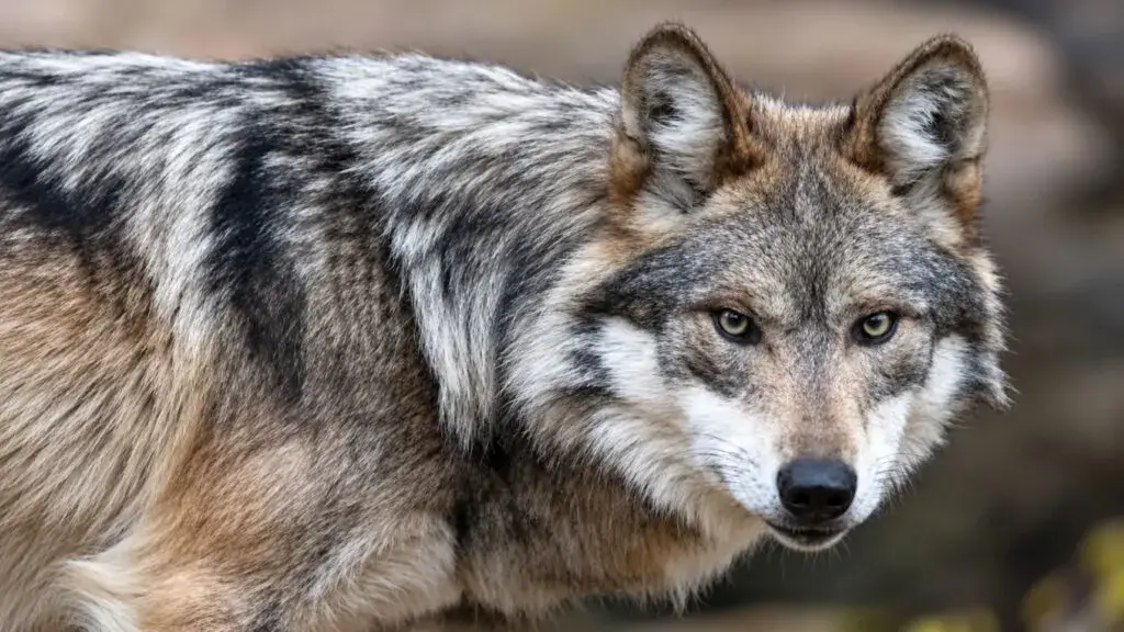 Protección del lobo gris genera debate ambiental y ganadero en Estados Unidos