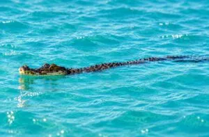 Caimán en Florida nada cerca de la orilla de Sanibel Island mientras varias personas disfrutan de la playa.