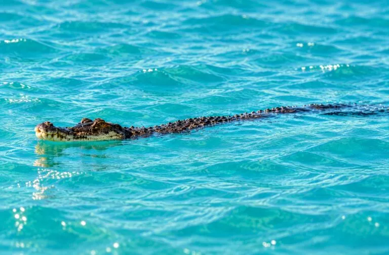 Caimán en Florida nada cerca de la orilla de Sanibel Island mientras varias personas disfrutan de la playa.