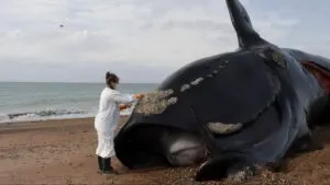 Investigación por la muerte masiva de ballenas francas australes en la costa patagónica de Argentina