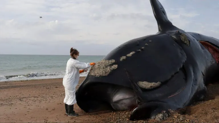 Investigación por la muerte masiva de ballenas francas australes en la costa patagónica de Argentina