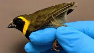 Contrabando de aves en Miami deja dos casos bajo investigación tras el hallazgo de 21 ejemplares procedentes de Cuba.