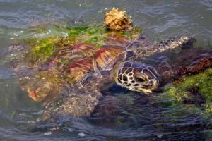Fauna marina del Golfo de México en aguas profundas afectadas por un derrame petrolero y una recuperación ambiental limitada.