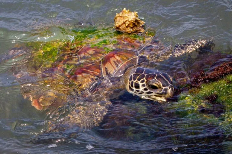Fauna marina del Golfo de México en aguas profundas afectadas por un derrame petrolero y una recuperación ambiental limitada.