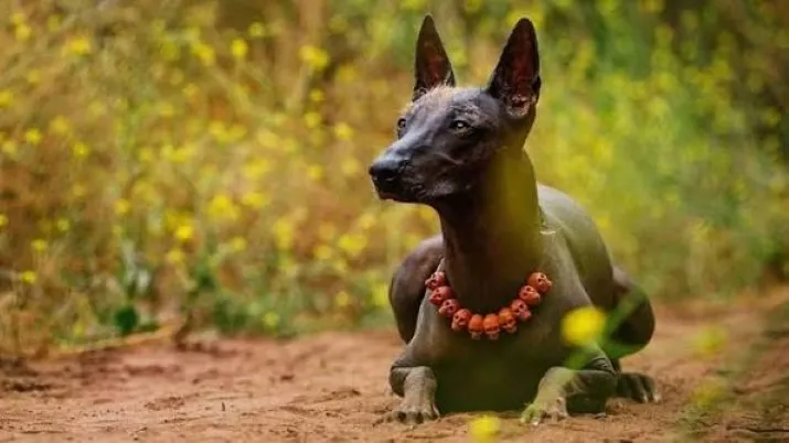 Cultura del xoloitzcuintle representada por un perro mexicano entre flores de cempasúchil y elementos tradicionales de México.