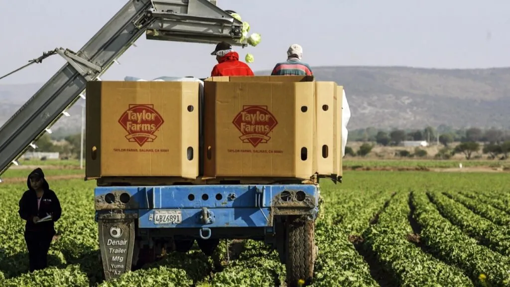 FDA relaciona brote de Cyclospora con lechuga procedente del centro de México