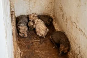 Rescate de perros en Miami Beach realizado por autoridades y personal de protección animal frente a una vivienda inspeccionada.